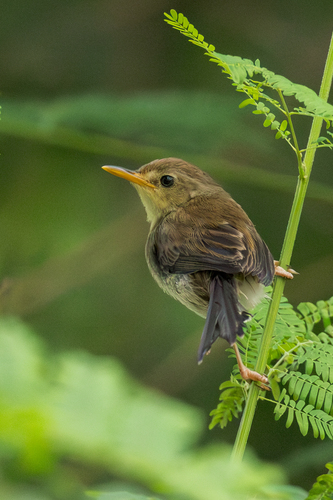 Sao Tome Prinia (Prinia molleri), photo 10