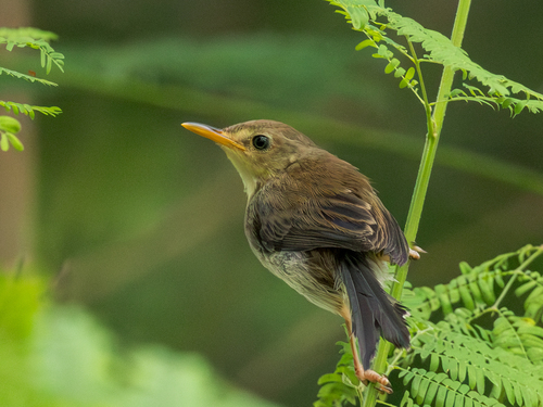 Sao Tome Prinia (Prinia molleri), photo 9