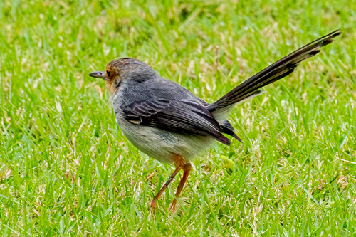 Sao Tome Prinia (Prinia molleri), photo 8