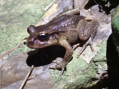 Hamilton's Frog photo 5
