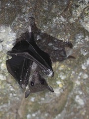 Eonycteris