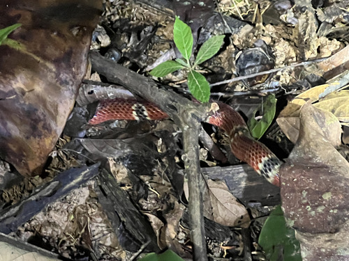 Variable Coralsnake