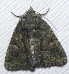 Phosphila miselioides