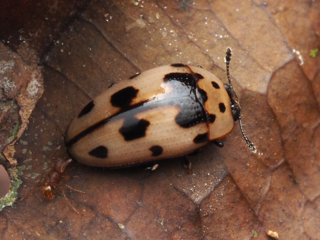 Ischyrus pictus