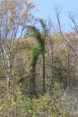 Dypsis madagascariensis