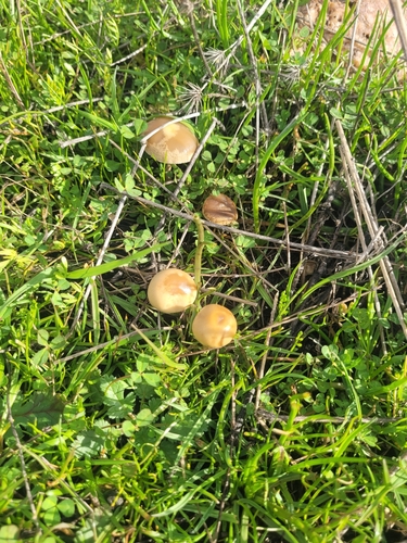 iNaturalist observation photo of Common Fieldcap
