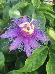 Passiflora incarnata × cincinnata