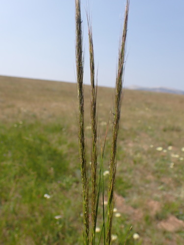 Eriocoma nelsonii (Scribn.) Romasch.