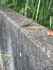 Plestiodon japonicus