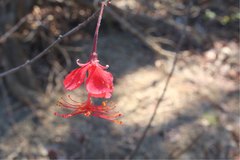 Hibiscus grandidieri