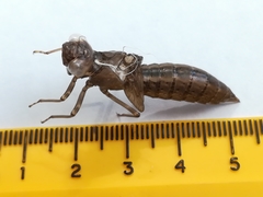 Aeshna interrupta
