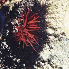 Actinia