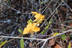 Barleria perrieri