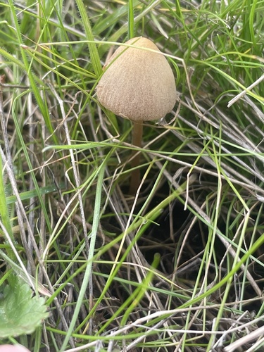 iNaturalist observation photo of Fungi Including Lichens