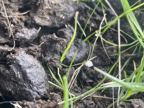 iNaturalist observation photo of Fungi Including Lichens