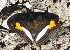 Adelpha malea goyama