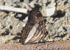 Adelpha malea goyama