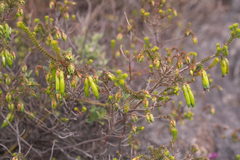 Erica viridiflora, photograph (c) Morten Ross, some rights reserved (CC BY)