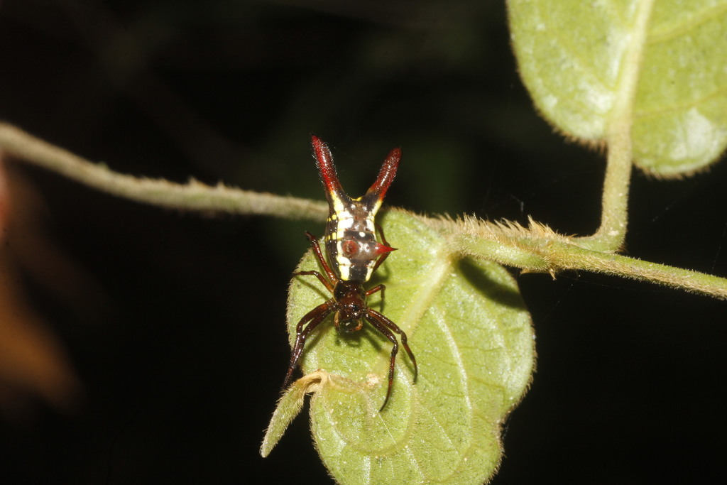 Micrathena margerita