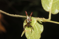Micrathena margerita