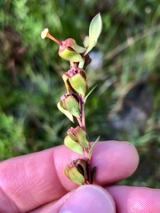 Ludwigia virgata