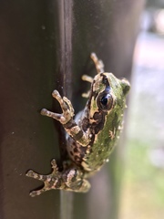 Hyla japonica