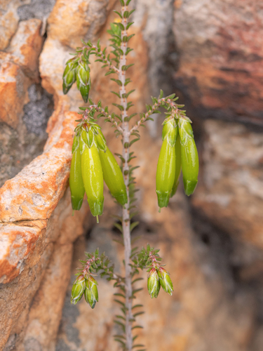 Erica viridiflora, photograph 4