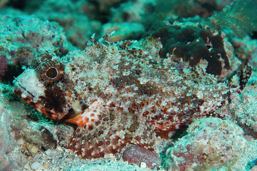 Angolan rockfish (Scorpaena angolensis) — Scorpaenidae — 3