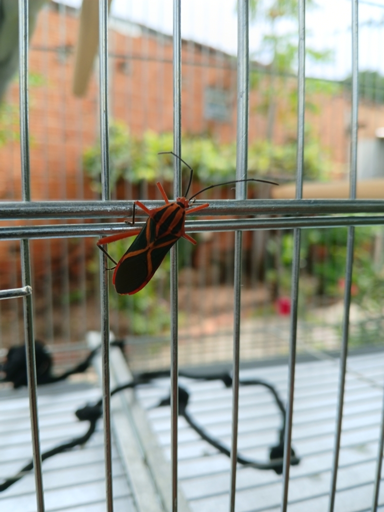Machtima crucigera