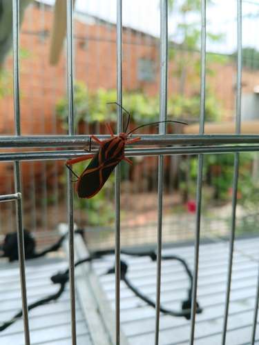 Machtima crucigera