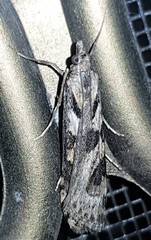 Nomophila corticalis
