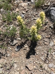 Castilleja nana