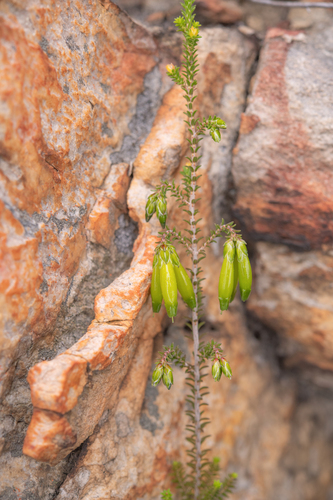 Erica viridiflora, photograph 5
