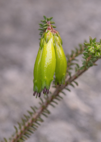 Limegreen Heath (Erica viridiflora)