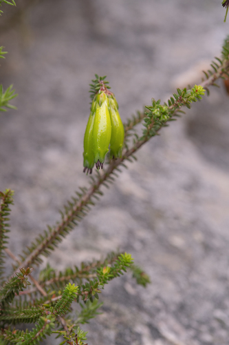 Erica viridiflora, photograph 2
