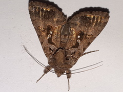 Argyrogramma signata