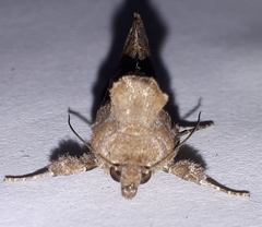 Argyrogramma signata