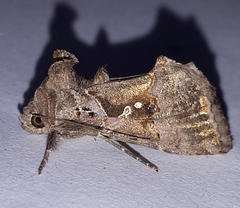 Argyrogramma signata