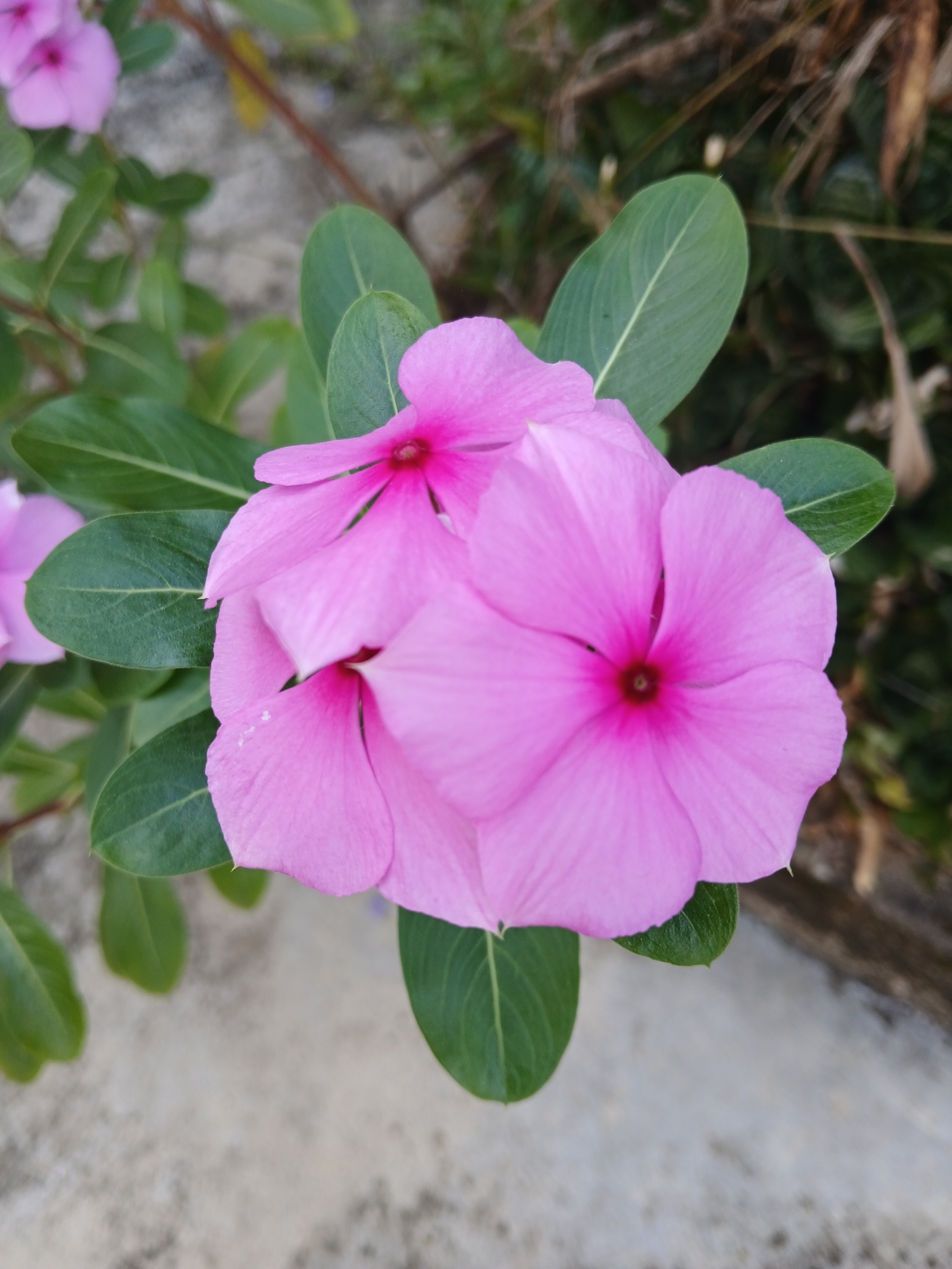 Catharanthus roseus