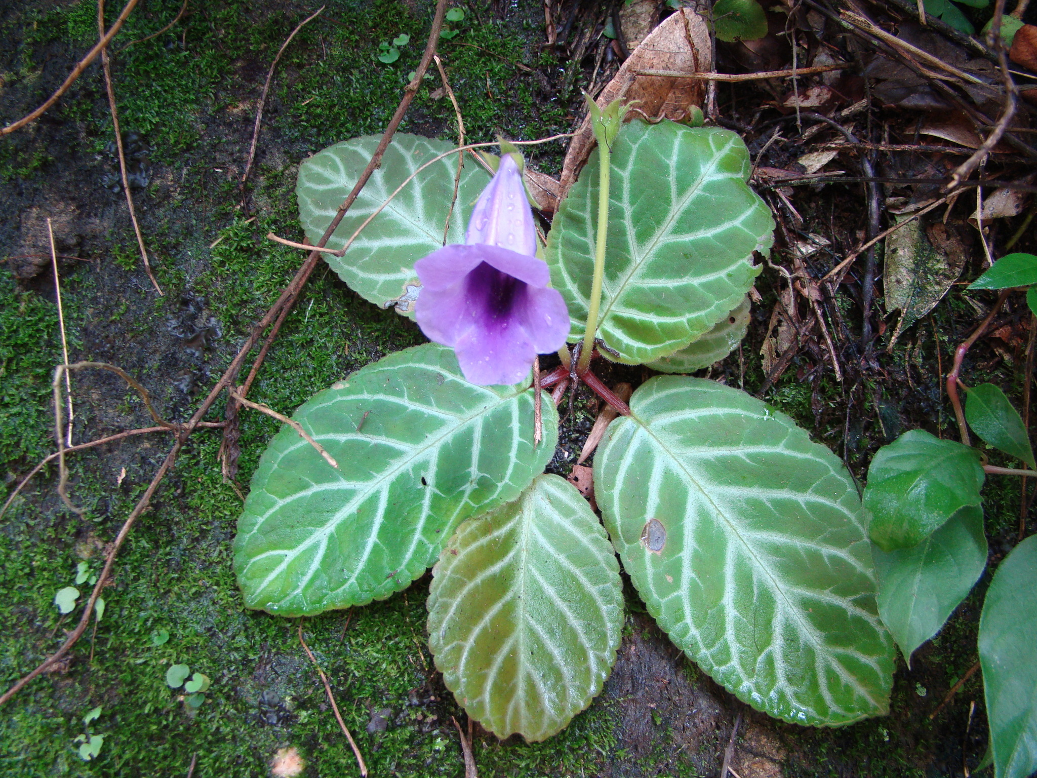 Sinningia speciosa
