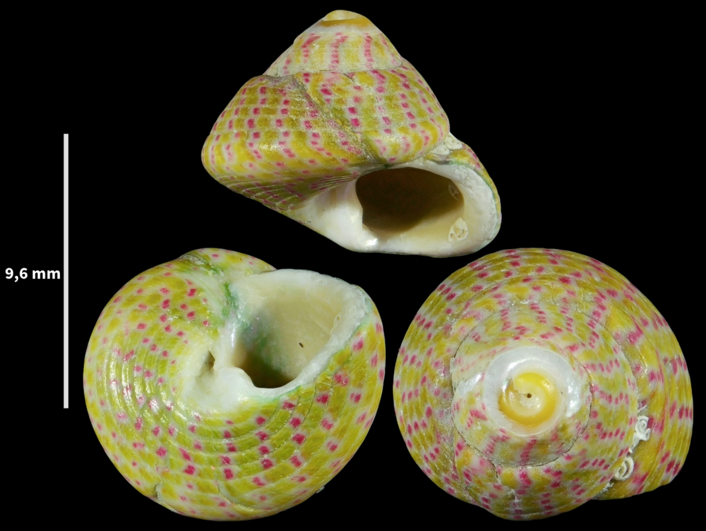 Steromphala divaricata