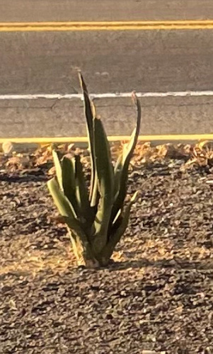 Giant agave (Agave mapisaga)