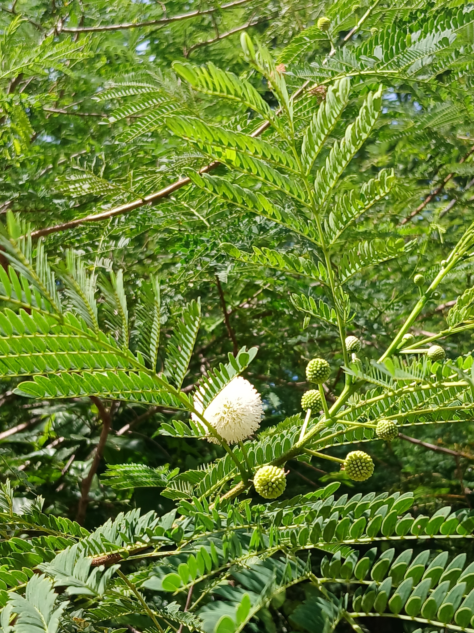 Leucaena leucocephala