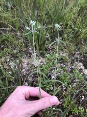 Eupatorium leucolepis