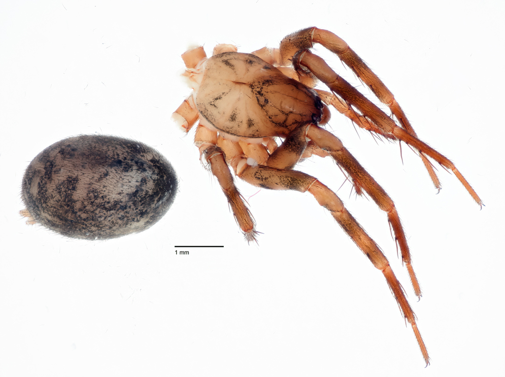 Cybaeus auburn