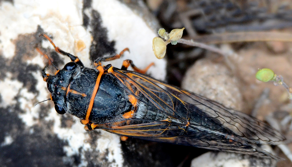 Platypedia putnami