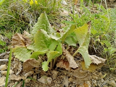 Ligularia robusta