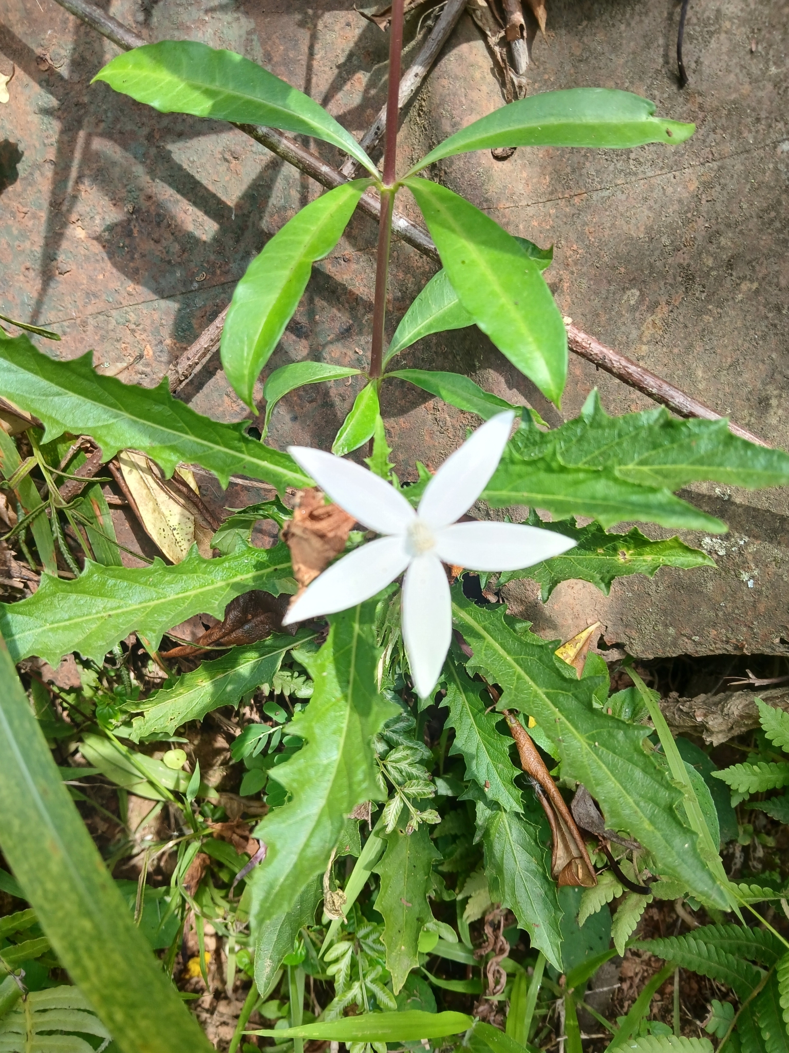 Hippobroma longiflora