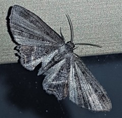 Phazaca interrupta