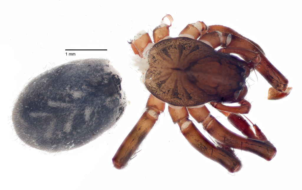 Cybaeus reducens